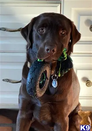 Labrador Retriever stud dog